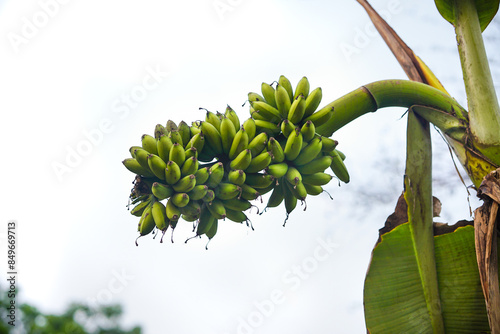 Organic Green Raw Bananas  photo