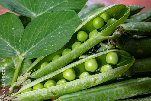 Organic gardening, harvest of green garden peas, fresh peas pods, vegetarian food