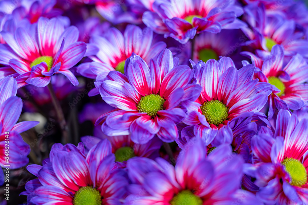 Fototapeta premium Crazy colours Chrysanthemum flowers growth in Dutch greenhouse, fresh flowers for shops and auctions world wide delivery