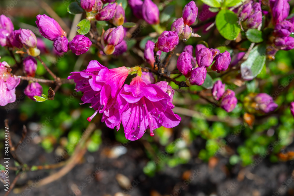 Pink blossom of rhododendron azalea flowers in spring garden Pink blossom of rhododendron azalea flowers in spring garden