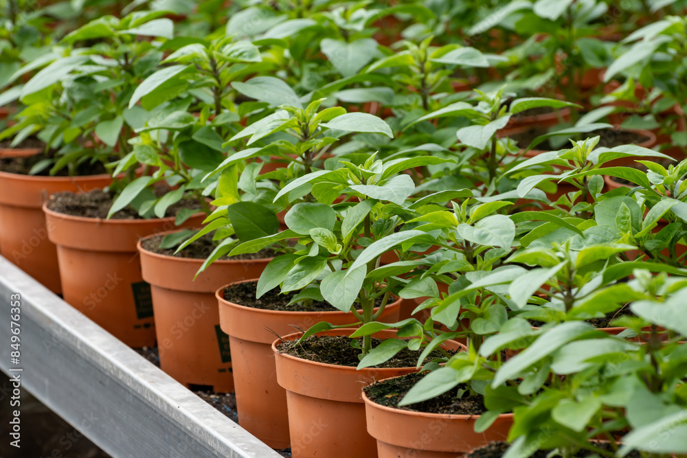 Young plants of aromatic Thai basil herb in greenhouse, cultivation of eatable plants and flowers, decoration for exclusive dishes in premium gourmet restaurants Young plants of aromatic Thai basil herb in greenhouse, cultivation of eatable plants and flowers, decoration for exclusive dishes in premium gourmet restaurants