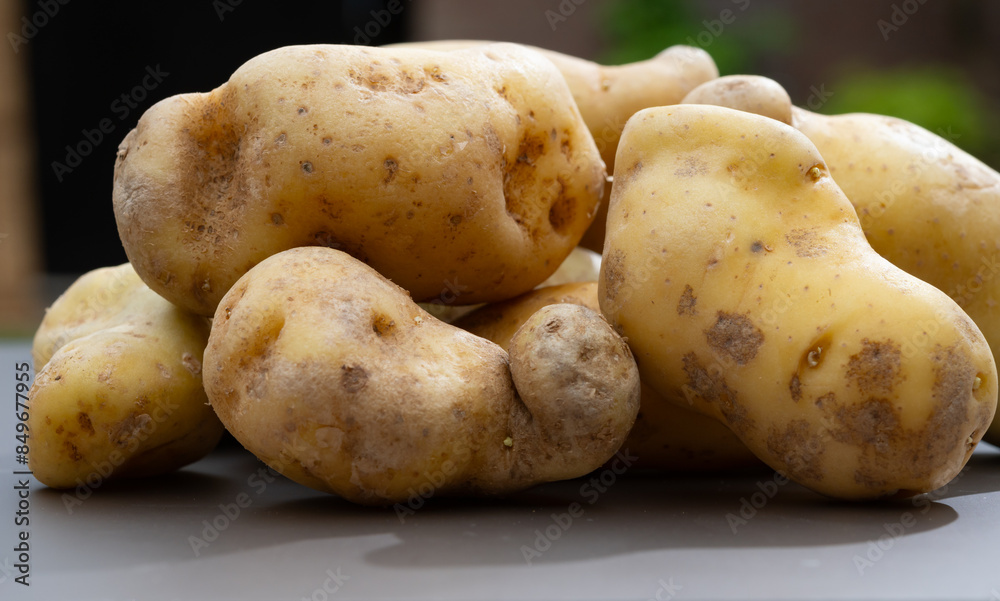 Ratte potato, La Ratte, La Reine Ratte du Touquet, or Asparges small potato with unique nutty flavor and smooth, buttery texture. Ratte potato, La Ratte, La Reine Ratte du Touquet, or Asparges small potato with unique nutty flavor and smooth, buttery texture.