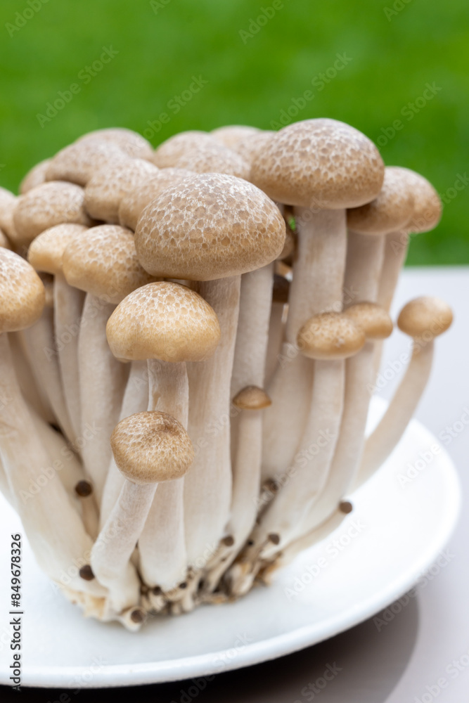 White and brown shimeji edible mushrooms native to East Asia, buna-shimeji is widely cultivated and rich umami tasting compounds White and brown shimeji edible mushrooms native to East Asia, buna-shimeji is widely cultivated and rich umami tasting compounds