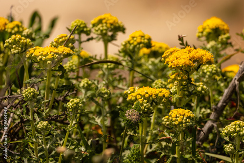 San Francisco area wild flowers photo