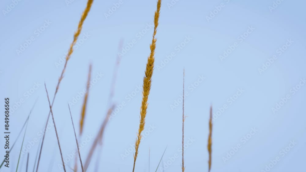 Beach grass swaying in the wind Beach grass swaying in the wind