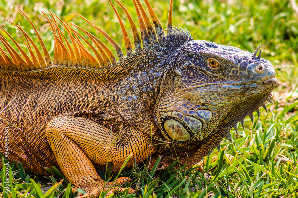 Fototapeta premium Iguana in green meadow in Tampico tamaulipas