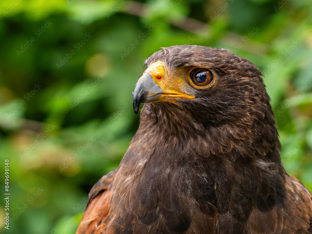 Close up of a Parabuteo unicinctus Harris's Hawk. Golden Eagle - Aquila chrysaetos, flying over grassy area Close up of a Parabuteo unicinctus Harris's Hawk. Golden Eagle - Aquila chrysaetos, flying over grassy area