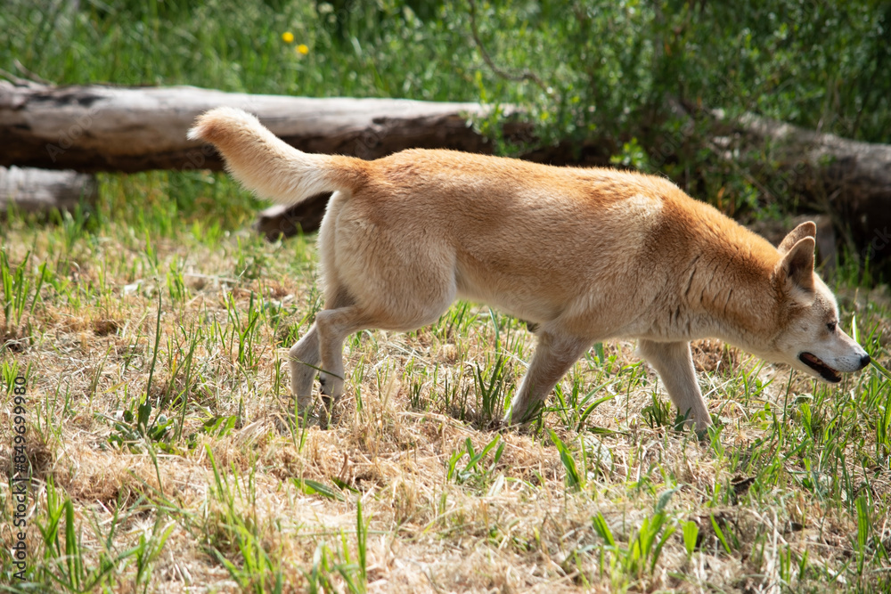Foto de Dingos have a long muzzle, erect ears and strong claws. They ...