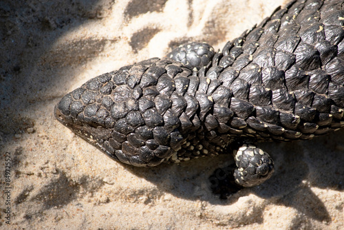 The Shingleback has a very large head, a very short blunt tail, short legs and large rough scales. photo