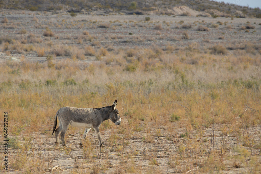 Naklejka premium Wild burro in the desert