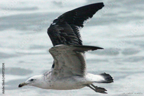 Uma linda gaivota sobrevoando a praia de Cordeirinho em voo rasante - Maricá - RJ photo