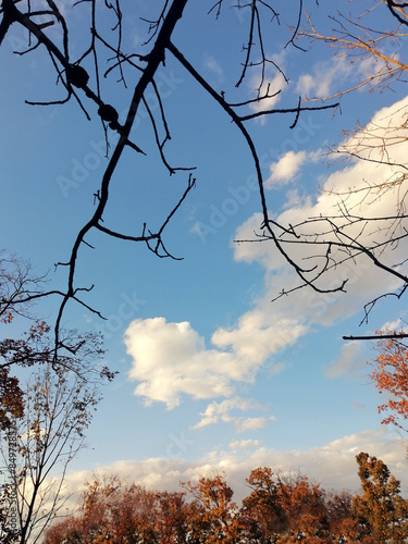Beautiful blue autumn sky, branch, orange leaves on trees in the distance, evening before sunset. Golden autumn