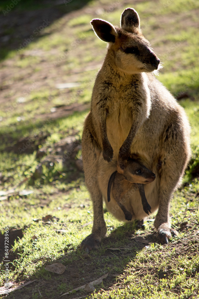 The swamp wallaby has dark brown fur, often with lighter rusty patches on the belly, chest and base of the ears. The swamp wallaby has dark brown fur, often with lighter rusty patches on the belly, chest and base of the ears.
