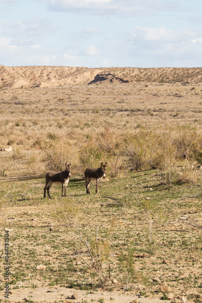 Naklejka premium Wild burros in the desert