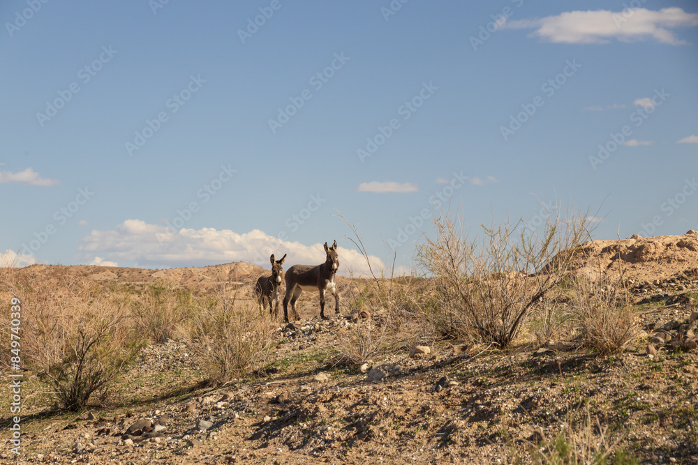 Wild burros on a rocky hillside