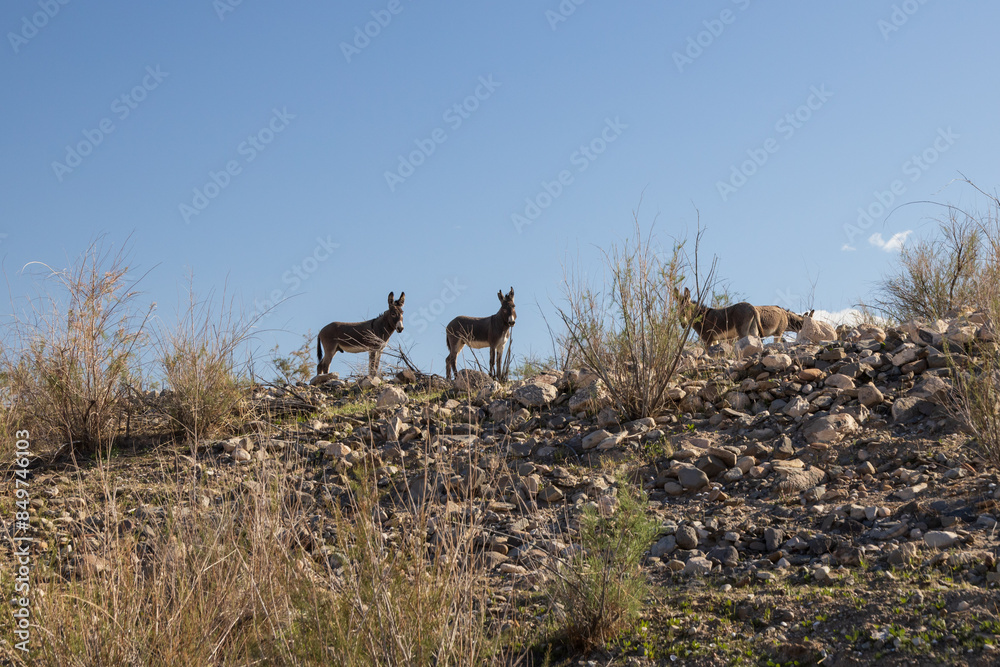 Wild burros on a rocky hillside Wild burros on a rocky hillside