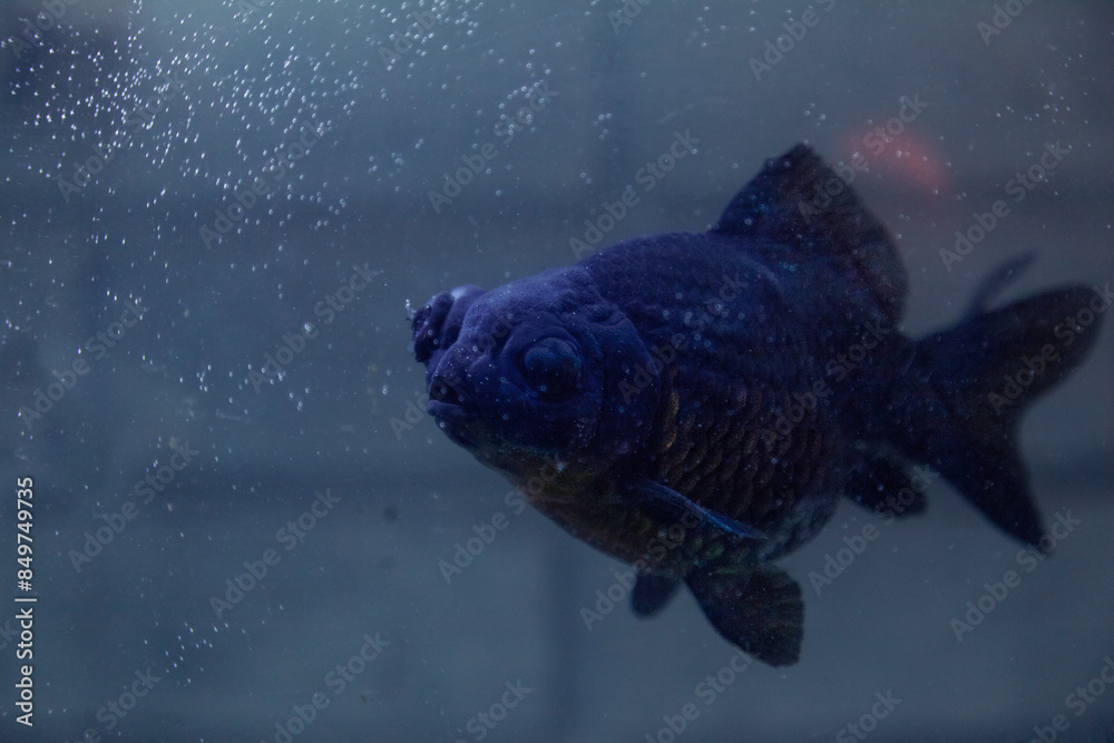 Obraz premium pez azul pecera nadar fish 