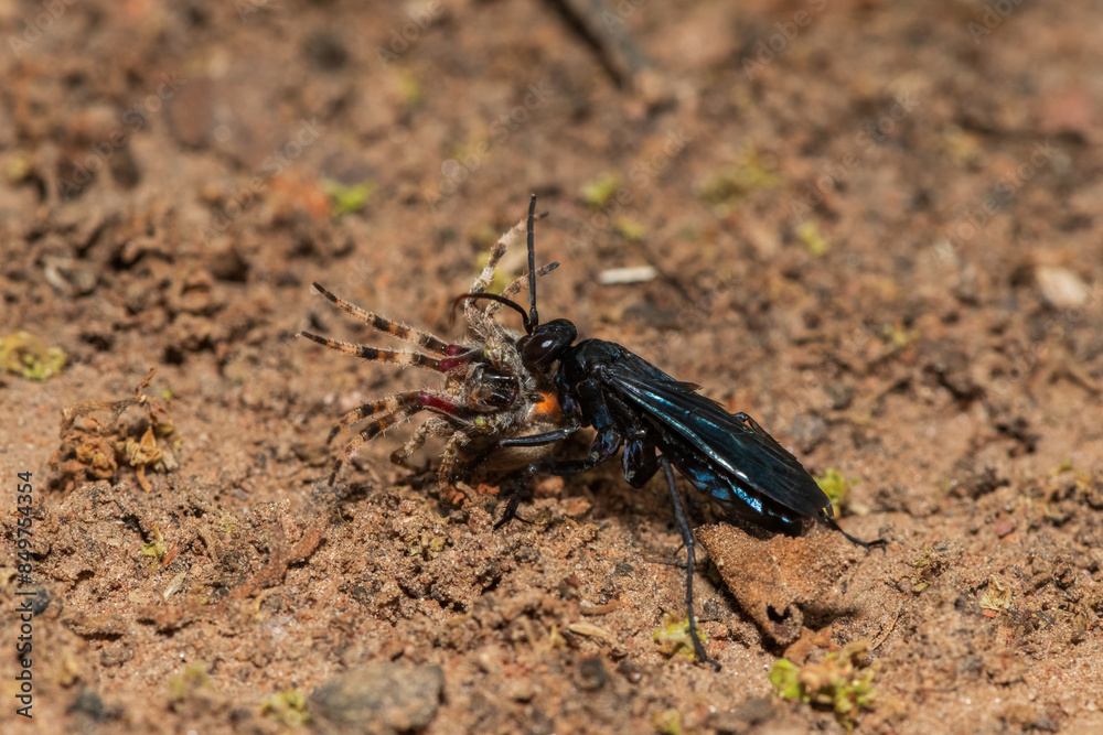 A spider wasp (Java sp), also known as spider-hunting wasp, carrying a ...