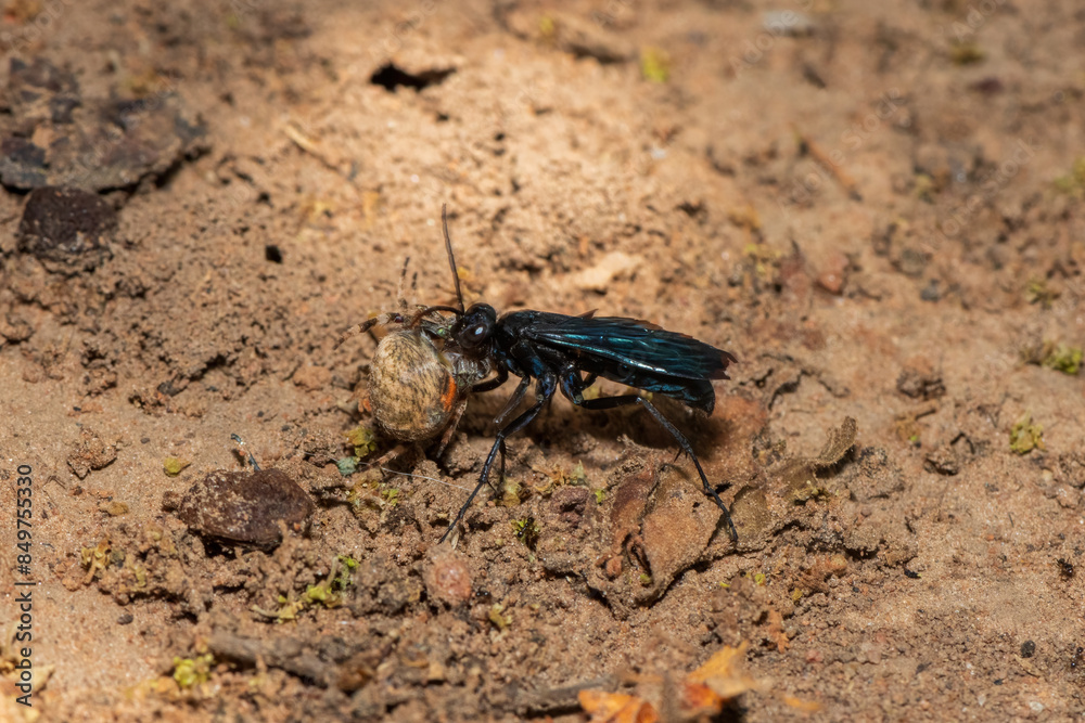 A spider wasp (Java sp), also known as spider-hunting wasp, carrying a paralysed red dot orb weaver (Neoscona triangula) to its burrow A spider wasp (Java sp), also known as spider-hunting wasp, carrying a paralysed red dot orb weaver (Neoscona triangula) to its burrow