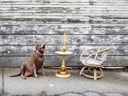 Beautiful Silver Labrador Retriever Dog sitting in and alley near a table and chair.
