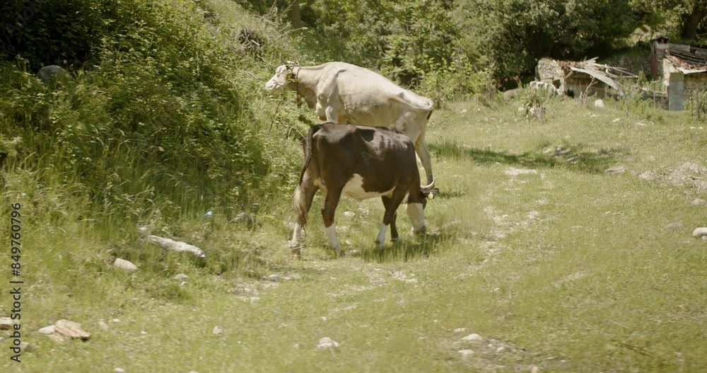 Farm cows graze in a lush, green field in a calm mountain village, evoking scene of peace and rural life. Farm cows graze in a lush, green field in a calm mountain village, evoking scene of peace and rural life.