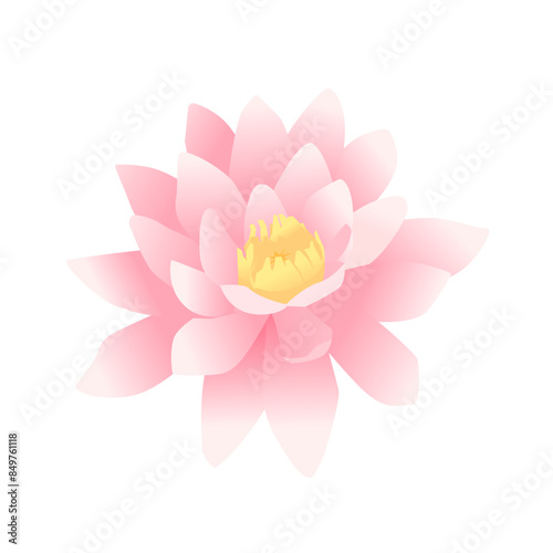 上から見たピンクの睡蓮の花のイラスト