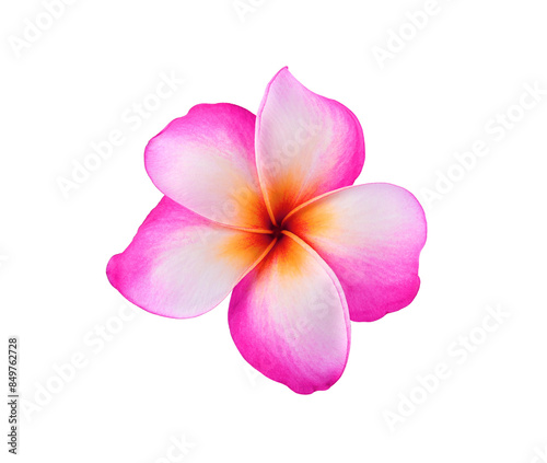 pink frangipani flower isolated on transprent p n g