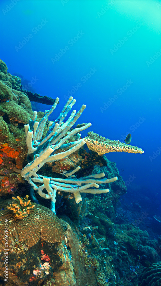Fototapeta premium Underwater photo of beautiful tube sponges at a coral reef. From a scuba dive in Bali, Indonesia, Asia.
