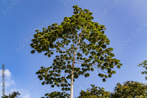 Guarumo Tree of the Andean Choco photo