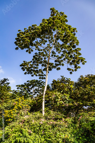 Guarumo Tree of the Andean Choco