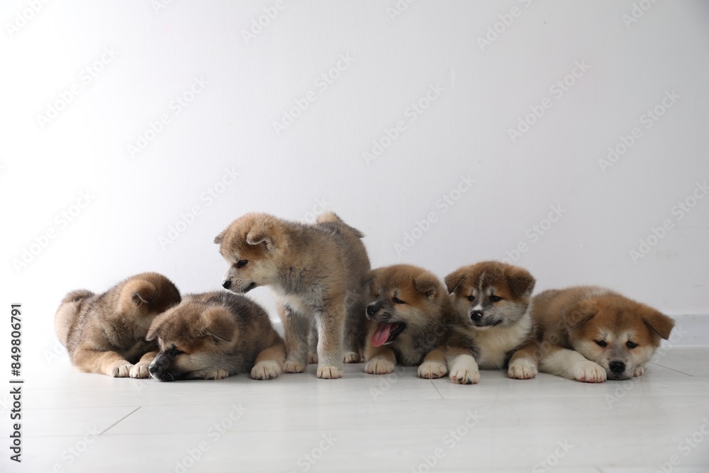 Obraz premium Adorable Akita Inu puppies on floor near light wall. Space for text