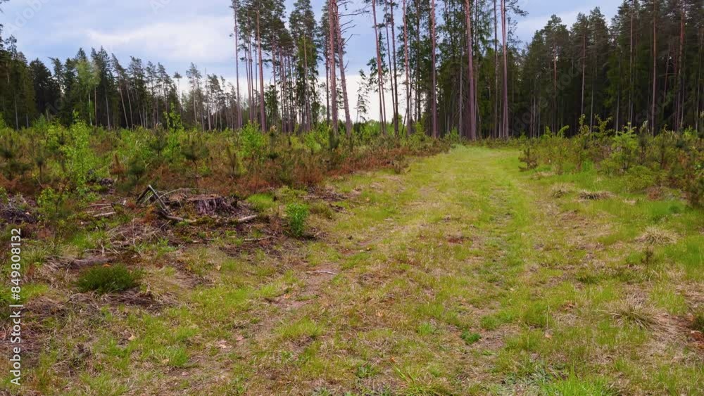 Experience a tranquil walk on a forest trail surrounded by stumps and young trees, capturing live footage of peaceful woodland scenery