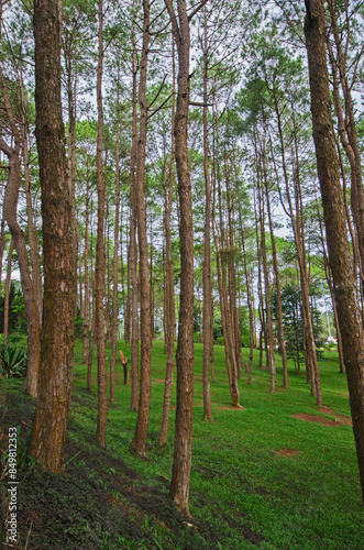 Beautiful high pine forest on fog cover valley background in the north of Thailand