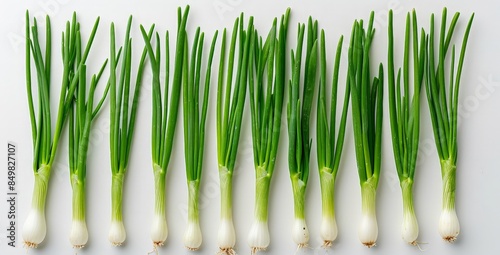 A collection of Asparagus stalks with white tips are neatly aligned in rows. photo