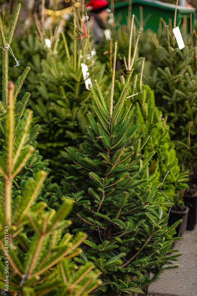 Christmas Tree Market with Fresh Fir Trees for Sale Christmas Tree Market with Fresh Fir Trees for Sale