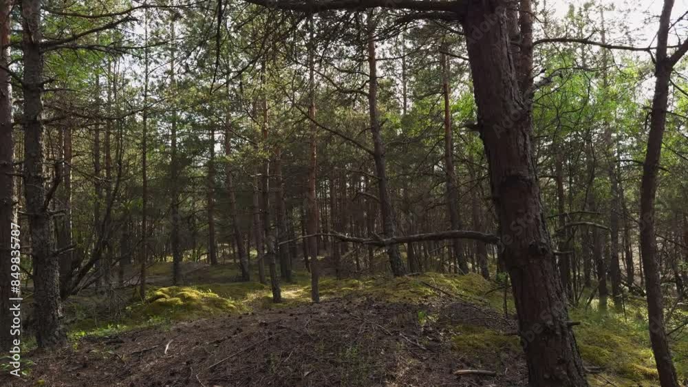 Experience the peaceful and serene beauty of a sunlit forest scene with pine trees and vibrant greenery, creating a tranquil woodland oasis