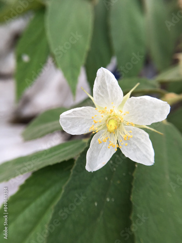 beautiful Muntingia calabura flowers in the garden photo