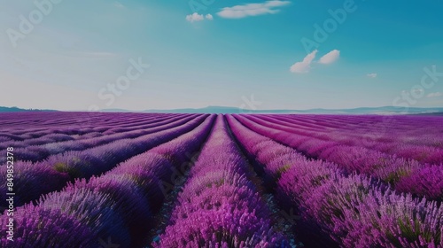 Endless rows of vibrant purple lavender under a clear blue sky, showcasing the beauty of summer AI generated