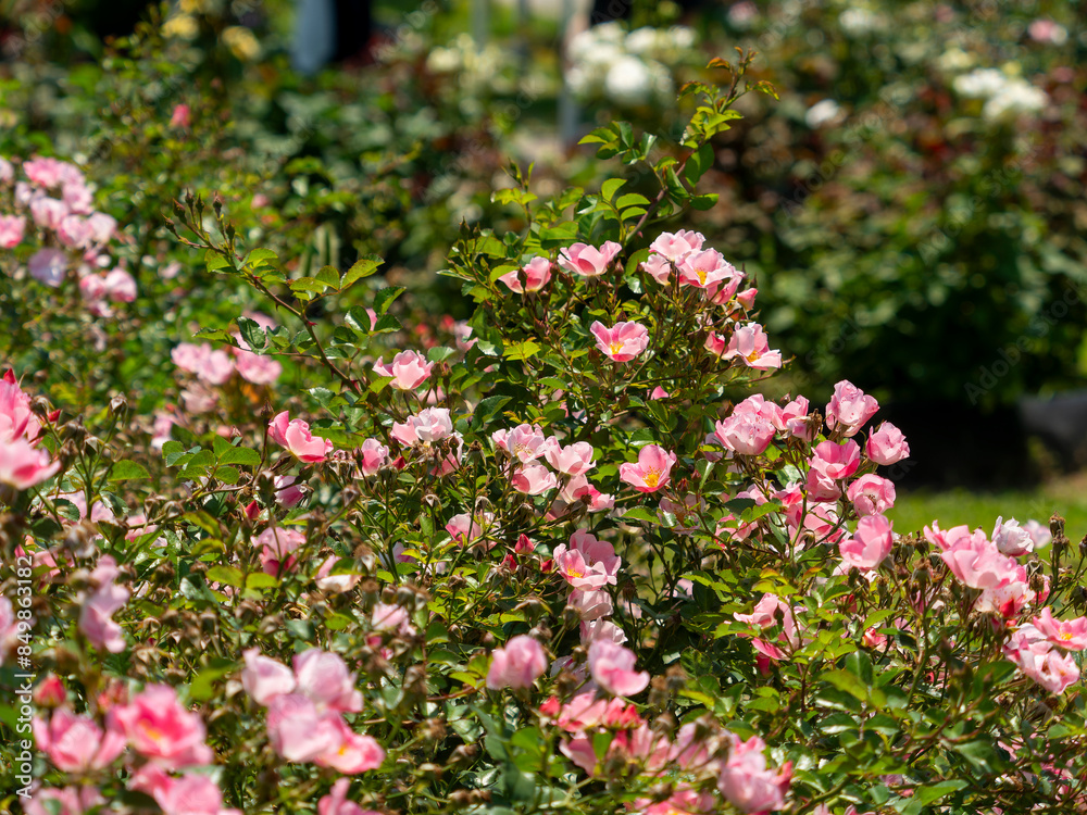 植物園の花壇に咲く薔薇の花 植物園の花壇に咲く薔薇の花