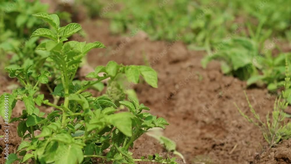 Back view of Farmer Man Walk Through Agriculture Field Between Rows Of Green Plants. Village Living Concept. Close-up video Back view of Farmer Man Walk Through Agriculture Field Between Rows Of Green Plants. Village Living Concept. Close-up video