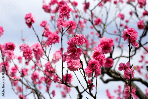 Beautiful sakura flowers, Japan cherry blossom