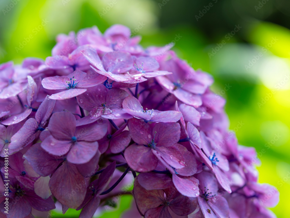 紫色の紫陽花の花