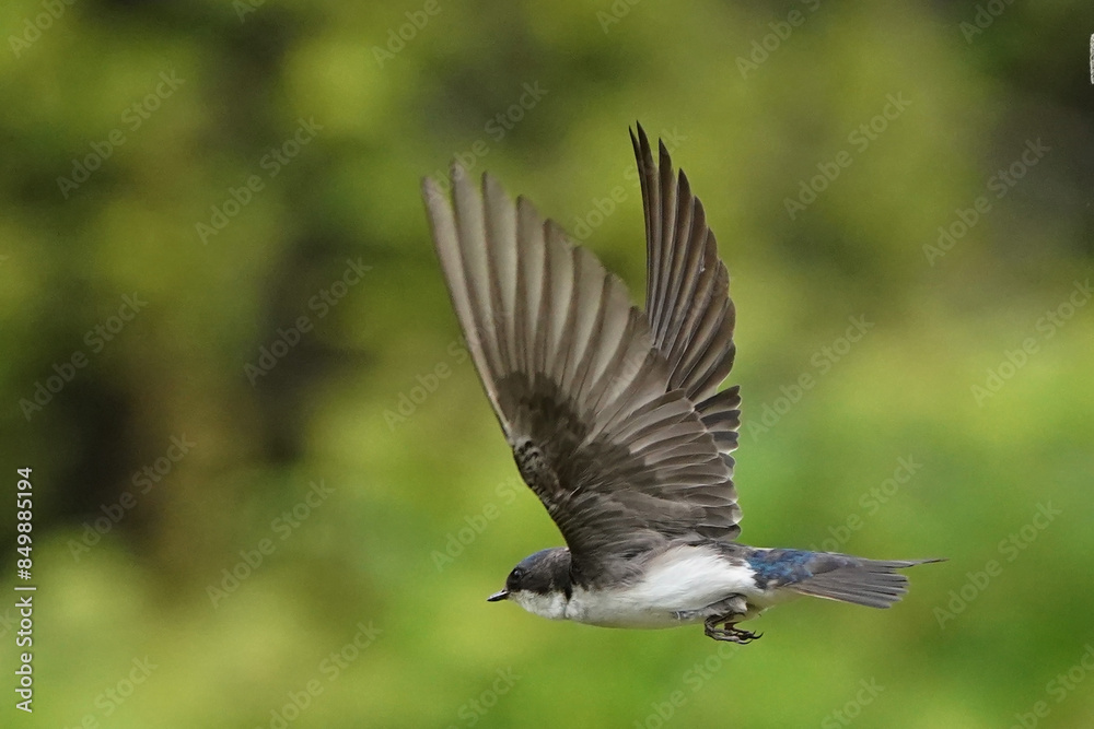 Tree Swallows in flight feeding chicks coming up to the nesting box Tree Swallows in flight feeding chicks coming up to the nesting box