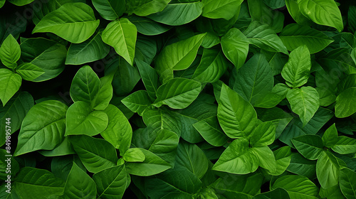 Pattern Background Abstract Image, Green Plant Leaves, Texture, Wallpaper, Background, Cell Phone Cover and Screen, Smartphone, Computer, Laptop, Format 9:16 and 16:9 - PNG