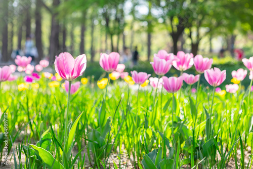 Blooming tulip in the park