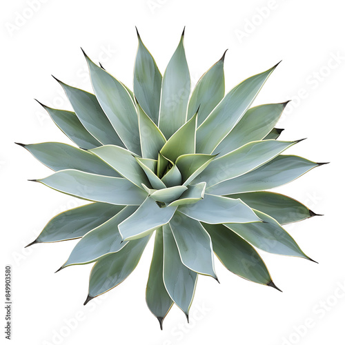 Isolated Agave Shawii x Attenuata Tree on Transparent photo