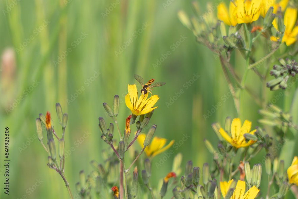 Obraz premium 黄色いニガナに小さなヒラタアブがホバリング