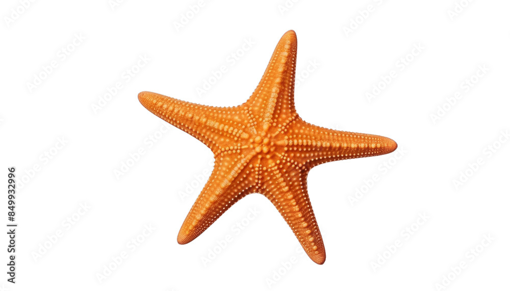 Close-up of a vibrant orange starfish with five arms, isolated on a white background, perfect for marine and ocean-themed designs. Close-up of a vibrant orange starfish with five arms, isolated on a white background, perfect for marine and ocean-themed designs.