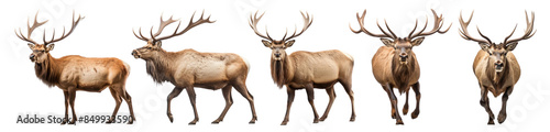 Elk running png element set on transparent background