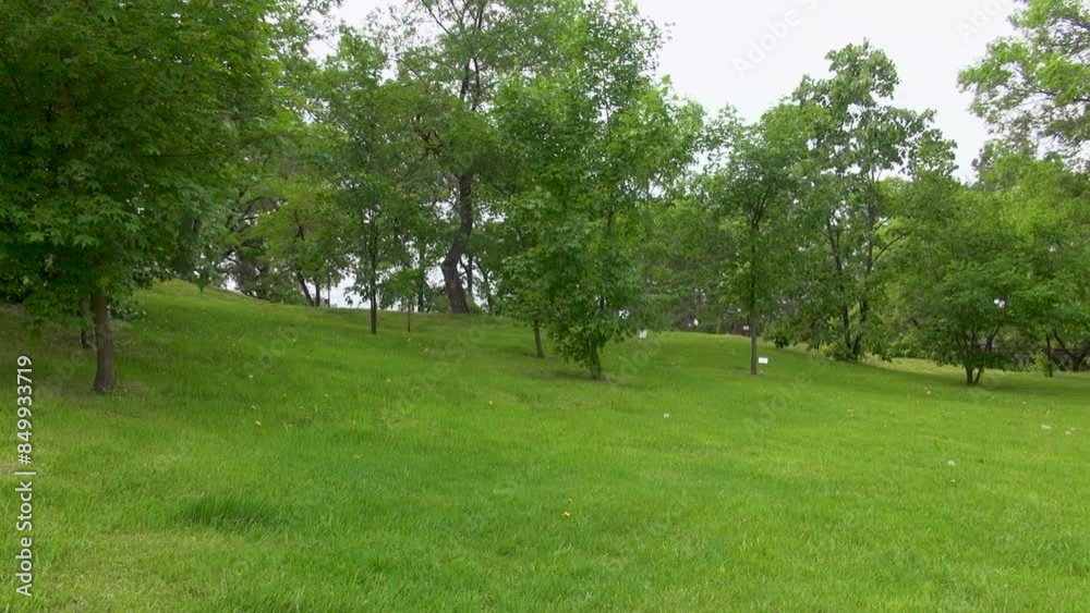 Green smooth lawn and trees in the park in summer Green smooth lawn and trees in the park in summer